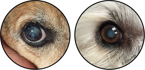 Cataracte chez le chien avec un œil blanc