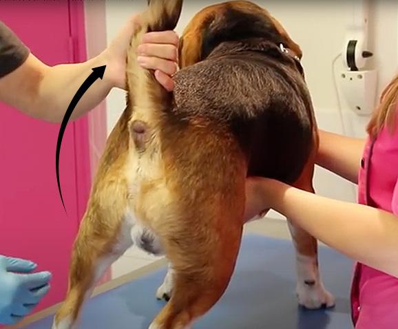 Comment vider les glandes anales du chien