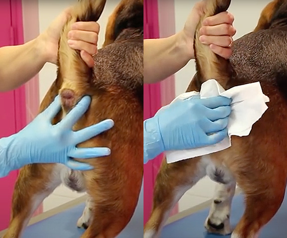 Comment vider les glandes anales du chien