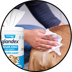 Comment vider et nettoyer les glandes anales du chien