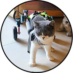 Chariot orthopédique pour le chat souffrant d'arthrose