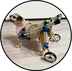 Chariot orthopédique pour le chien souffrant d'arthrose