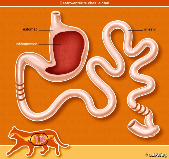 Gastro-entérite chez le chat avec inflammation de l'estomac et des l'intestin