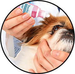 Conjonctivite du chien et traitement avec un collyre