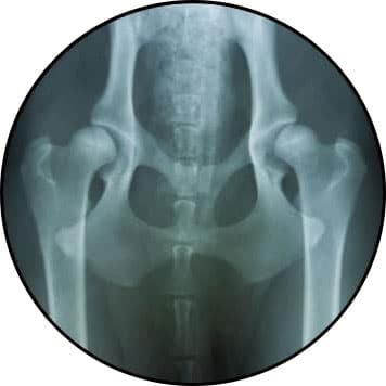 Radiographie d'une dysplasie de la hanche chez le chien