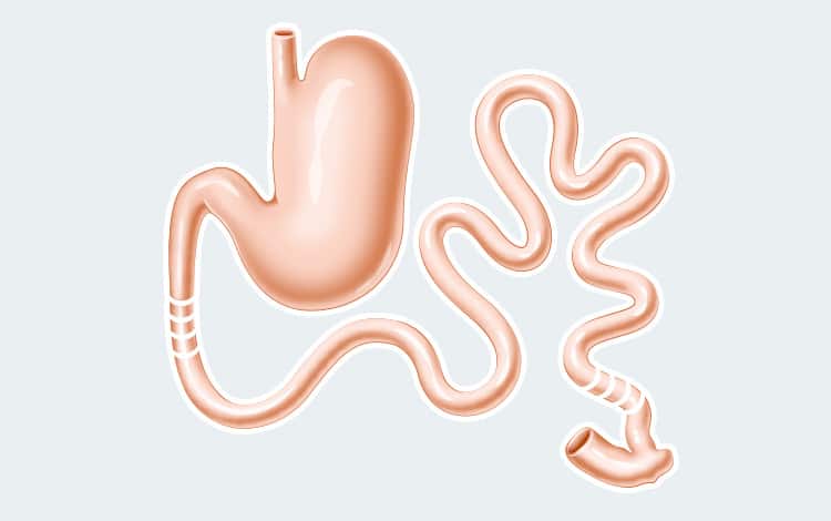 Anatomie de l'appareil digestif du chien