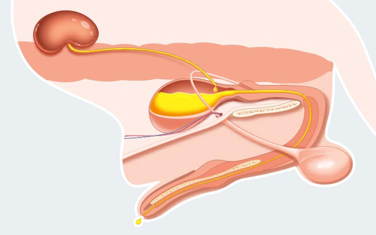 Anatomie de l'appareil urinaire du chien