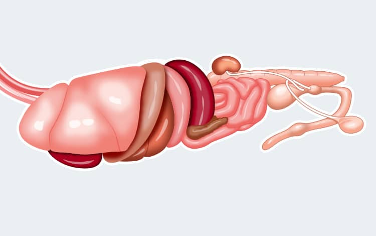 Anatomie externe et interne du chien