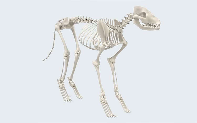 Anatomie de l'appareil osseux et du squelette du chien
