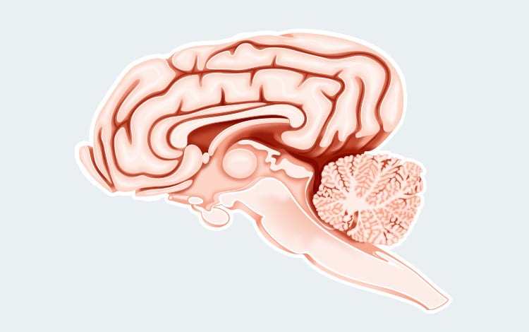 Anatomie du système nerveux et cerveau du chien