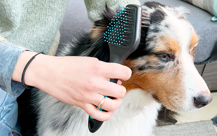 Comment brosser son chien avec une brosse