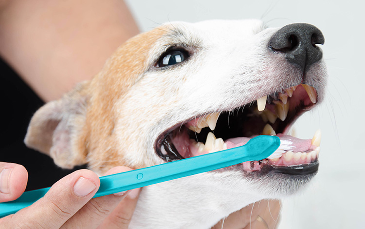 Comment nettoyer les dents du chien avec une brosse à dents
