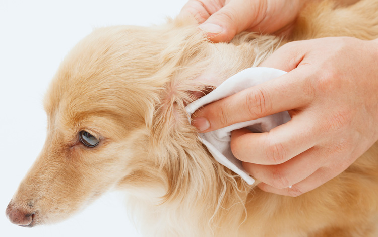 Comment nettoyer les oreilles d'un chien
