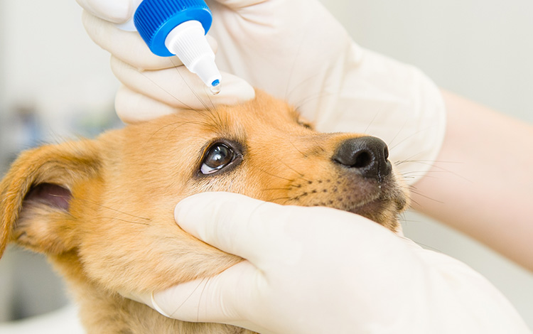 Comment nettoyer les yeux d'un chien au serum physiologique