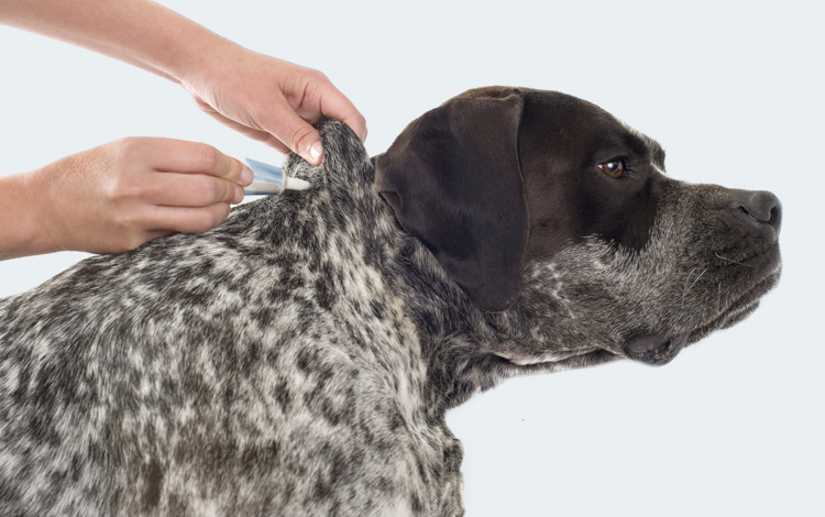 Vermifuger un chien combien de temps pour agir