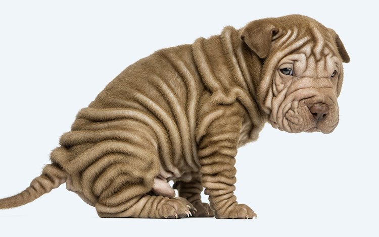 Mon chien est constipé
