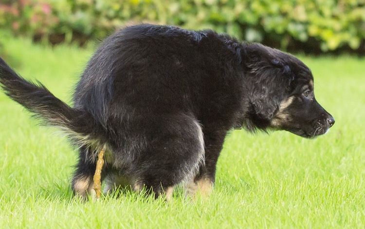 Diarrhée se selles glaireuses chez le chien