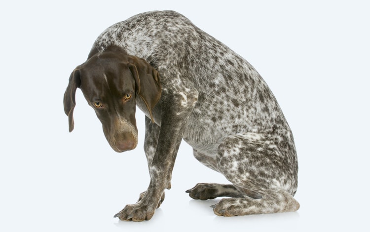 Dilatation et torsion d'estomac chez le chien avec ventre gonflé