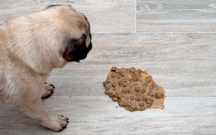 Symptômes et traitement d'une gastro-entérite chez le chien