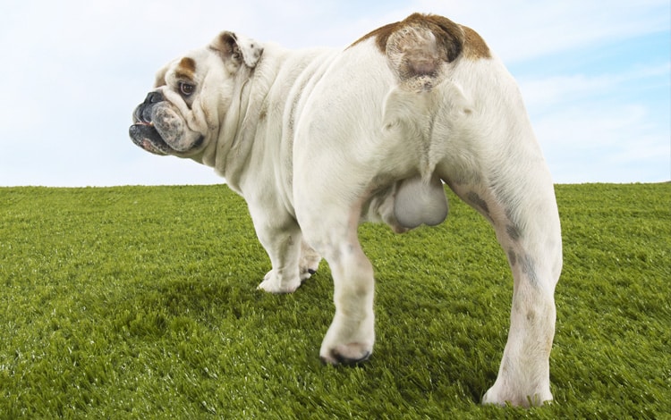 Symptômes, traitement et comment vider les glandes anales du chien