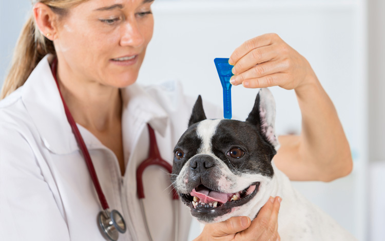 Comment traiter son chien contre les puces avec un produit anti puces