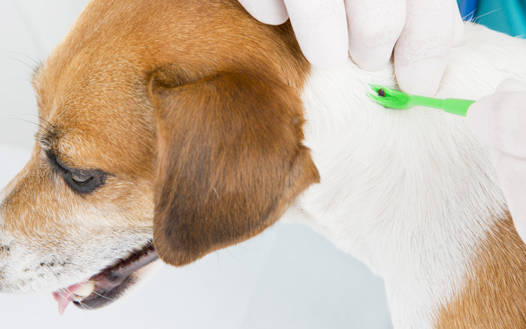 Comment traiter et retirer une tique sur un chien