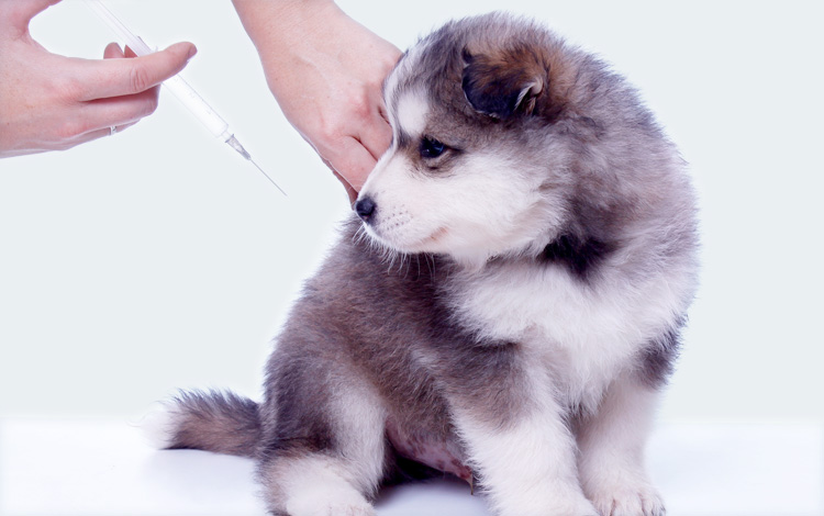 Vacciner le chien avec un vaccin