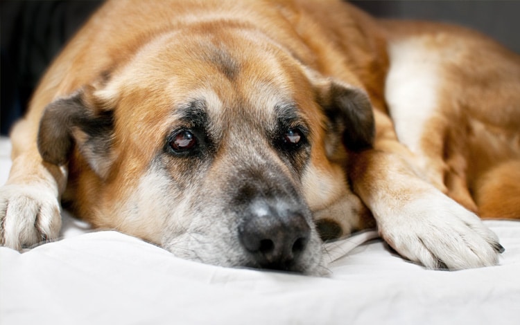 Arthrite septique chez le chien
