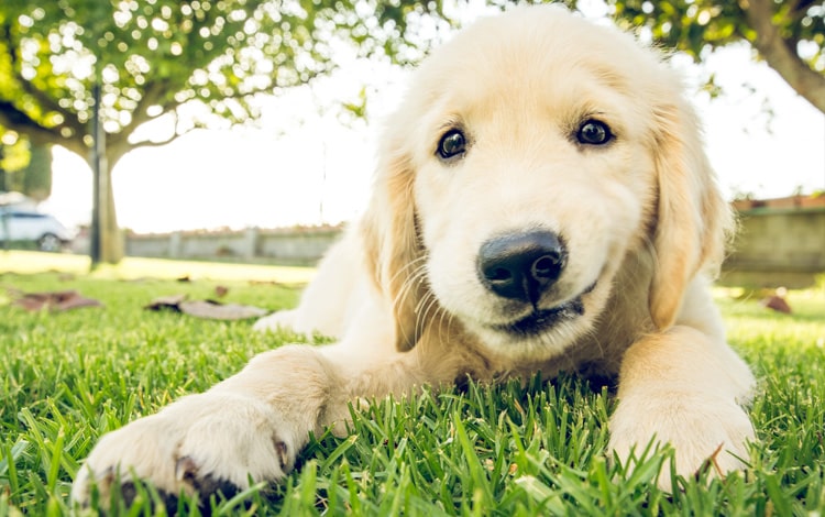 Dysplasie du coude chez le chien