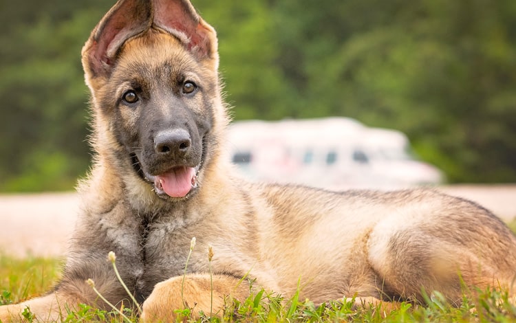 Dysplasie de la hanche chez le chien Berger allemand