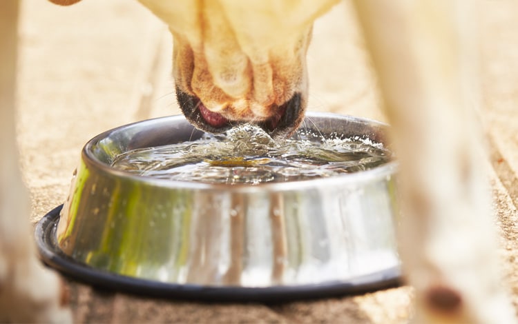 Insuffisance pancréatique chez le chien qui boit beaucoup