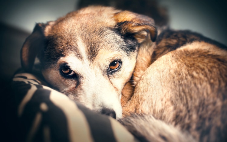 Maladie de la rate chez le chien et espérance de vie