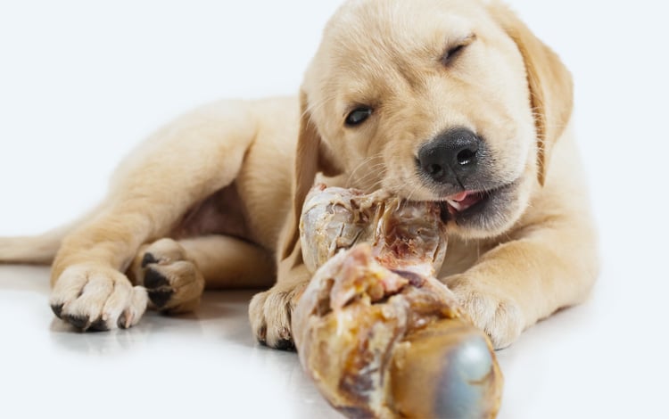 Occlusion intestinale chez le chien qui mange un os