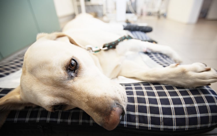 Rupture de la rate du chien et opération