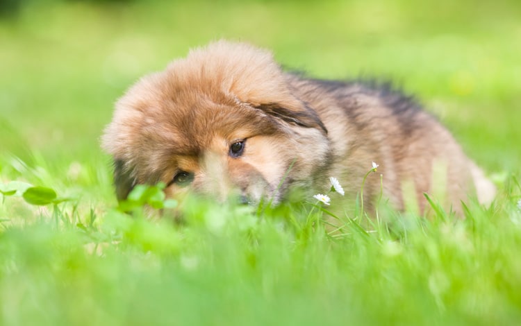Shunt porto systémique chez le chien et chiot