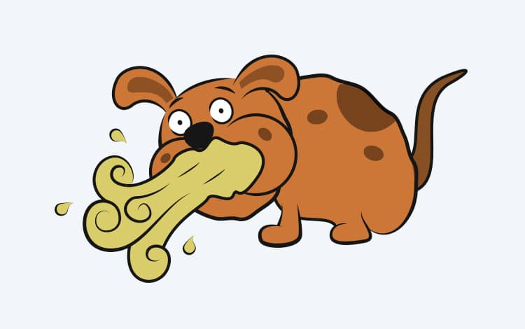 Vomissement chez le chien