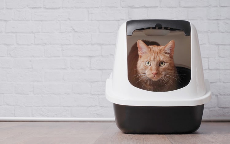 Pourquoi mon chat fait ses besoins en dehors de sa litière