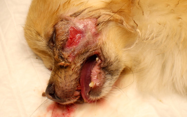 Symptômes et traitement d'un abcès dentaire chez le chien