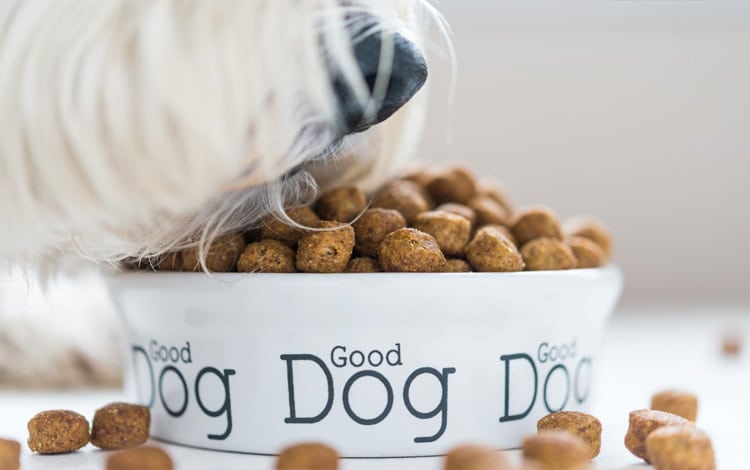 Alimentation du chien âgé ou senior