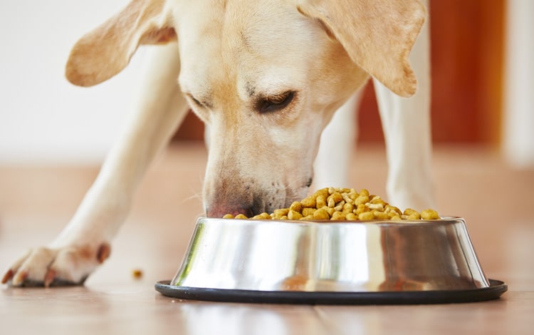 Alimentation du chien entier non castré