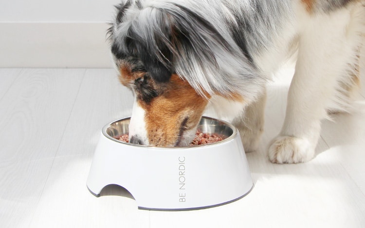 Alimentation du chien fait maison Dog Chef