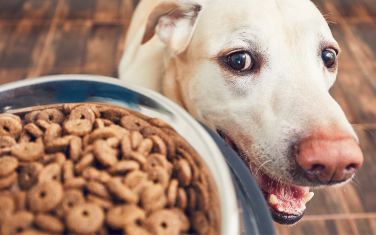 Alimentation du chien stérilisé ou castré
