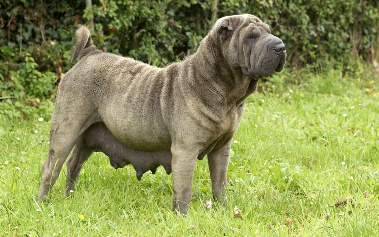 Alimentation de la chienne en gestation