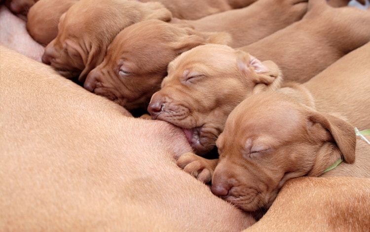Alimentation de la chienne allaitante