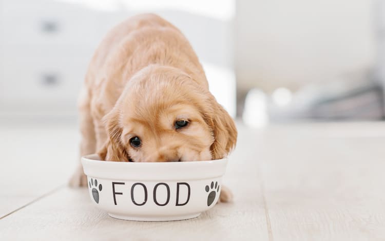 Alimentation du chiot