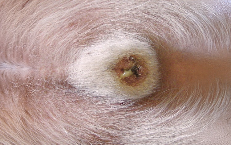 Symptômes et traitement d'une balanoposthite chez le chien avec du pus sur le pénis