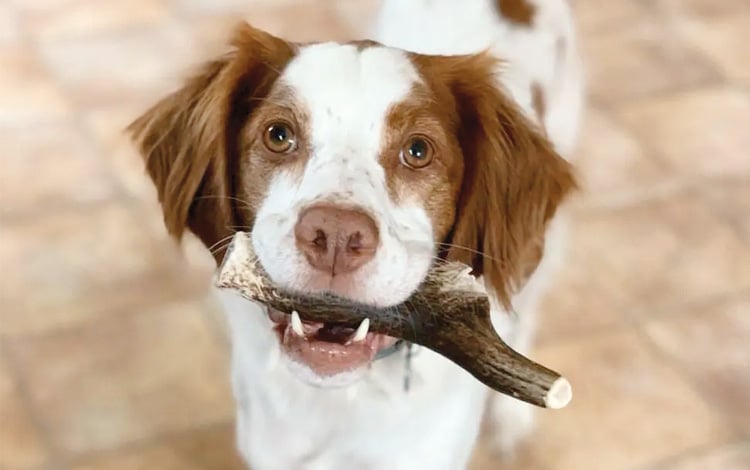 Avis vétérinaire sur le bois de cerf pour chien