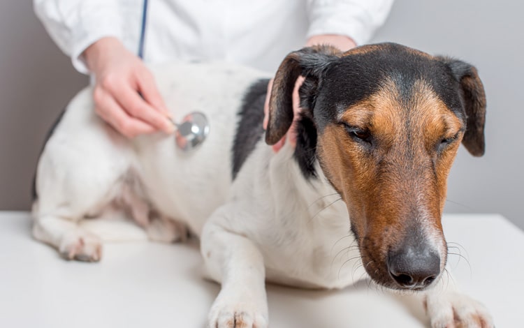 Symptômes et traitement d'une cardiomyopathie chez le chien