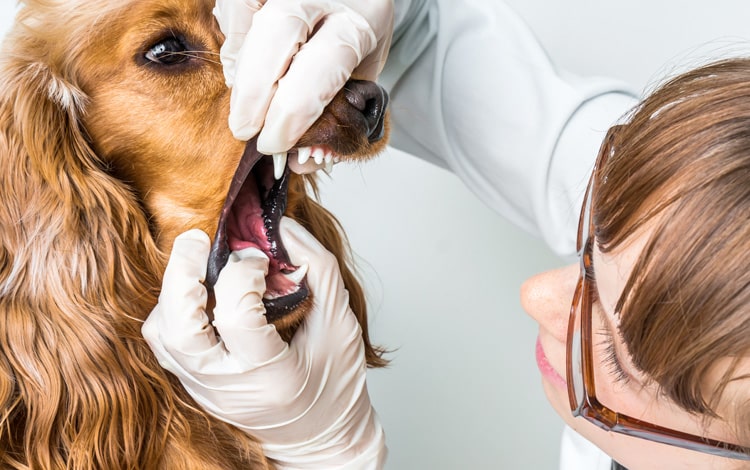 Symptômes et traitement de la carie dentaire chez le chien
