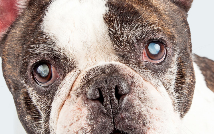 Cataracte de l'œil chez le chien